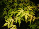 Acer palmatum Katsura (2015, May 15)