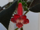 NEW 2015 - Kohleria Luci s Red Velvet