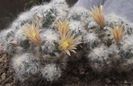 Mammillaria prolifera arachnoidea