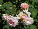 A shropshire Lad