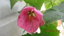 abutilon roz