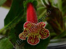 NEW 2015 - Kohleria Luci s Casmir