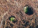 chicago-parrots-nest-buildi-785907