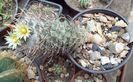 Turbinicarpus flaviflorus