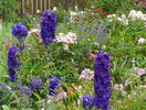 delphinium Guardian Blue