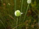 Allium sphaerocephalon (2015, June 11)