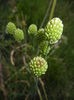Allium sphaerocephalon (2015, June 17)