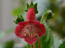 NEW 2015 - Kohleria Luci s Oriental