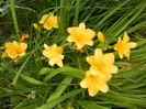 Hemerocallis Stella de Oro (2015, Jun.17)