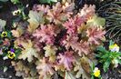 heuchera ginger peach