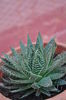 ALOE ARISTATA