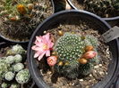 170 Rebutia krainziana (floare roz)