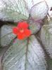 Episcia