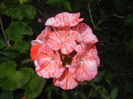 Red & White Geranium (2015, June 23)