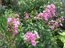 Phlox