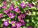 Clematis Warszawska Nike