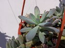 Pachyphytum longifolium