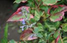 nepeta little tich,Houttuynia cordata Chamaeleon