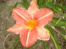 hemerocallis