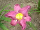 hemerocallis