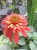 echinacea rosie