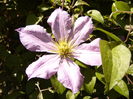 Clematis F.N.