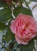 TRANDAFIR_The Alnwick Rose