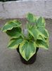 hosta 4