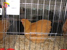 Expozitia Nationala Breaza 2010 209