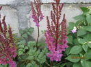 Astilbe