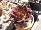 Echeveria gilva red