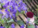 Munstead Wood si clematis Tie Dye