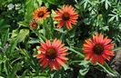 Echinacea Hot Lava