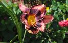 hemerocallis exotic-treasure