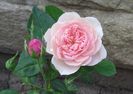 The Alnwick Rose, prima floare :)))