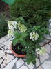 hydrangea pitica bobo