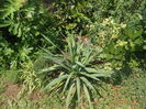 Yucca Recurvifolia