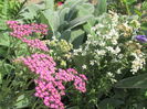 achillea paprika si achillea ptarmica