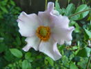 anemone japonica