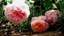 Abraham Darby