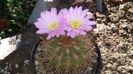 acanthocalycium violaceum