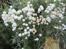 Achillea Ptarmica