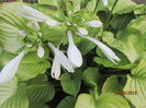 Hosta