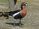 Red-breasted_Goose_(Branta_ruficollis)_RWD3