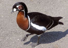 Red-breasted_goose_arp