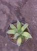 Asphodelaceae Haworthia retusa