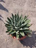 Aloe aristata haw