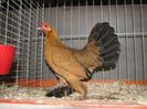 300px-Nederlandse_Sabelpootkriel_Kwartel_hen