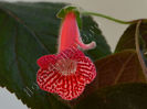 Kohleria Luci s Lucia