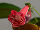 Kohleria Luci s Lucia